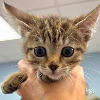 Rescue Domestic Short Hair Cats for Adoption in Washington, District Of Columbia - Juice | PetCurious