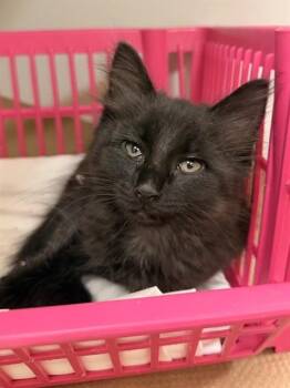 Domestic Short Hair Cats Available for Adoption in Boston, Massachusetts - WARBLER | PetCurious