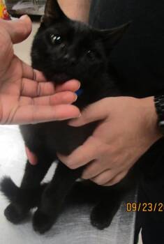 (604) -  Domestic Short Hair Cat for Adoption in Marietta, Georgia - (604) | PetCurious