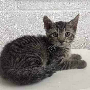Domestic Short Hair Cats Available for Adoption in Edinburg, Texas - Gingy | PetCurious