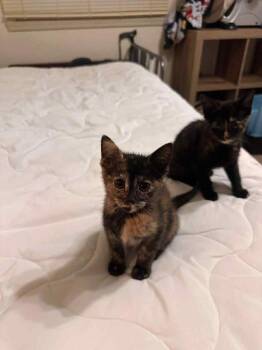 Rescue Domestic Short Hair Cats for Adoption in Martinsville, Indiana - Canoe | PetCurious