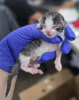 Domestic Short Hair Cats Available for Adoption in Dallas, Texas - MINY | PetCurious