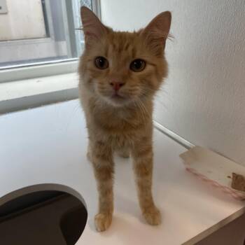 Pressy -  Domestic Medium Hair Cat for Adoption in Binghamton, New York - Pressy | PetCurious