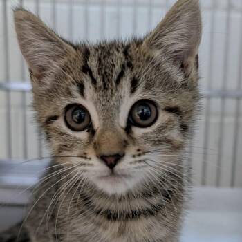 Blythe -  Domestic Short Hair Cat for Adoption in Auburn, Alabama - Blythe | PetCurious