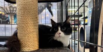 Domestic Medium Hair Cats Available for Adoption - WInnie | PetCurious
