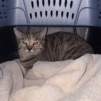 Righty -  Domestic Short Hair Cat for Adoption in Newark, New Jersey - Righty | PetCurious