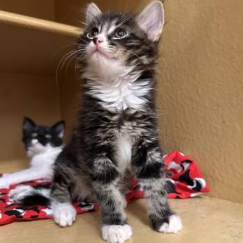 Angus -  Domestic Medium Hair Cat for Adoption in Spokane, Washington - Angus | PetCurious