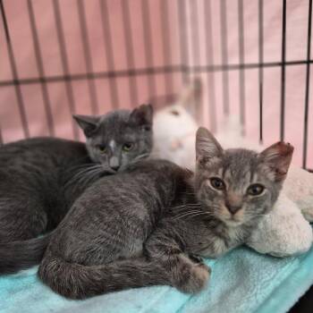 Royce -  Domestic Short Hair Cat for Adoption in Bismarck, North Dakota - Royce | PetCurious