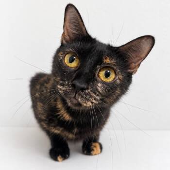 Amy Lee -  Domestic Short Hair Cat for Adoption in Austin, Texas - Amy Lee | PetCurious