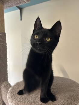 Maeve -  Domestic Short Hair Cat for Adoption in Arlington, Vermont - Maeve | PetCurious