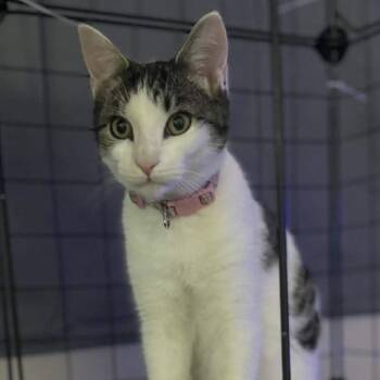 Rescue Domestic Short Hair Cats for Adoption in Lumberton, North Carolina - Mia | PetCurious