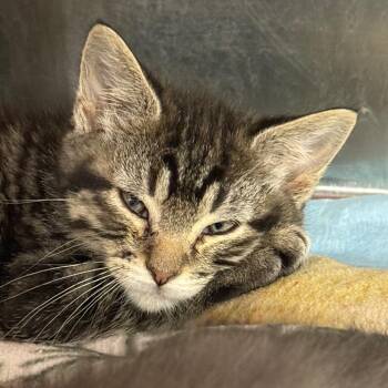 Thing 2 -  Domestic Short Hair Cat for Adoption in Salt Lake City, Utah - Thing 2 | PetCurious