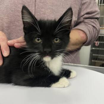 Zorro -  Domestic Short Hair Cat for Adoption in Idaho Falls, Idaho - Zorro | PetCurious