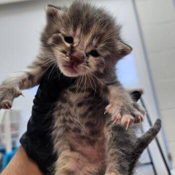 Amity -  Domestic Short Hair Cat for Adoption in Corpus Christi, Texas - Amity | PetCurious