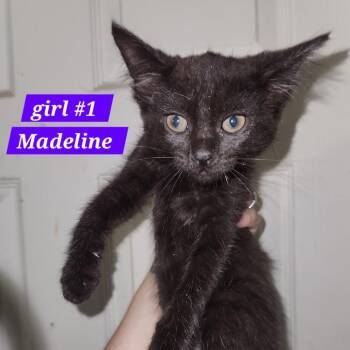 Madeline -  Domestic Short Hair Cat for Adoption in Charlottesville, Virginia - Madeline | PetCurious