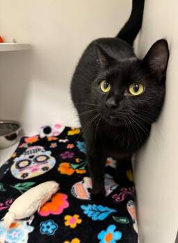 Domestic Short Hair and Bombay Cats Available for Adoption in Frankfort, Kentucky - Jessie | PetCurious