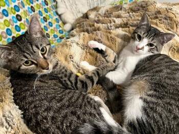 Domestic Short Hair Cats Available for Adoption - Julian | PetCurious