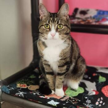 Mamacita -  Domestic Short Hair Cat for Adoption in Oshkosh, Wisconsin - Mamacita | PetCurious