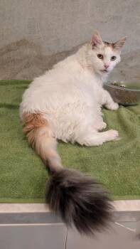 Princess -  Maine Coon and Domestic Long Hair Cat for Adoption in Yorba Linda, California - Princess | PetCurious