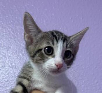 Colin Bridgerton -  Domestic Short Hair Cat for Adoption in El Paso, Texas - Colin Bridgerton | PetCurious