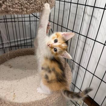 Sorbet -  Domestic Medium Hair Cat for Adoption in Juno Beach, Florida - Sorbet | PetCurious