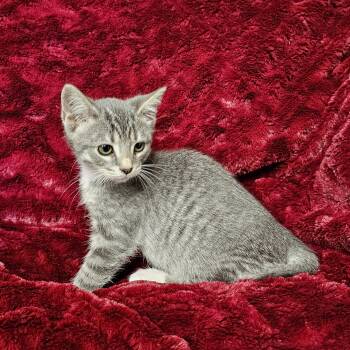 Colin -  Domestic Short Hair and Tabby Cat for Adoption in Searcy, Arkansas - Colin | PetCurious