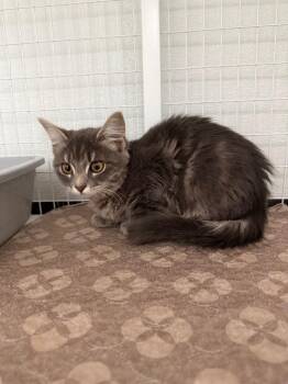 Isabella -  Domestic Short Hair Cat for Adoption in Brookings, Oregon - Isabella | PetCurious