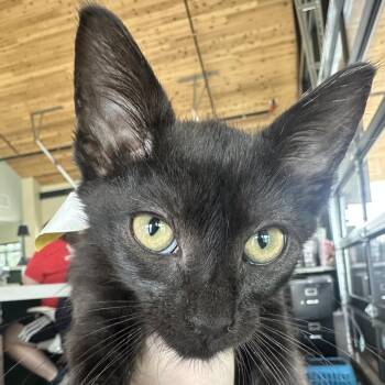 Winecup -  Domestic Long Hair Cat for Adoption in Leander, Texas - Winecup | PetCurious