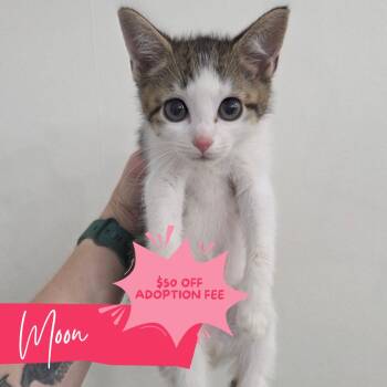 Sailor Moon -  Domestic Short Hair Cat for Adoption in Chattanooga, Tennessee - Sailor Moon | PetCurious