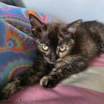 Tosca -  Domestic Short Hair Cat for Adoption in Tampa, Florida - Tosca | PetCurious