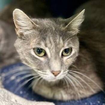 Ms.Kitty -  American Shorthair Cat for Adoption in Poplar Bluff, Missouri - Ms.Kitty | PetCurious