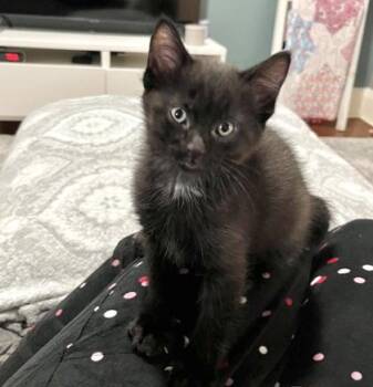 Domestic Short Hair Cats Available for Adoption in Vaughan, Ontario - Hudson | PetCurious
