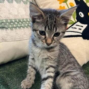 Carla -  Domestic Short Hair Cat for Adoption in Warr Acres, Oklahoma - Carla | PetCurious