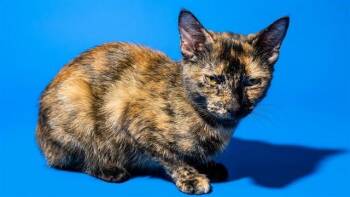 TALLY -  Domestic Short Hair Cat for Adoption in Jacksonville, Florida - TALLY | PetCurious