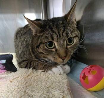 Domestic Short Hair Cats Available for Adoption in Conway, South Carolina - Rhett | PetCurious