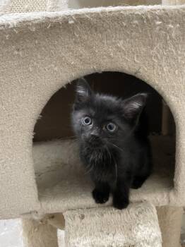 Jingleheimer -  Domestic Short Hair Cat for Adoption in Herndon, Virginia - Jingleheimer | PetCurious