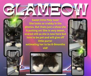 Rescue Domestic Short Hair Cats for Adoption in Rock Falls, Illinois - Glameow | PetCurious