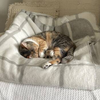 Phoebe -  Domestic Short Hair Cat for Adoption in Durham, North Carolina - Phoebe | PetCurious