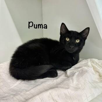 Puma -  Domestic Short Hair Cat for Adoption in Hazlet, New Jersey - Puma | PetCurious