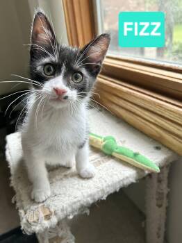 Fizz (sisters are Spritz & Bubbles) -  Tuxedo Cat for Adoption in Brighton, Michigan - Fizz (sisters Are Spritz & Bubbles) | PetCurious
