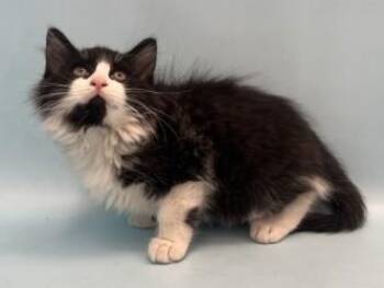 Galileo -  Domestic Short Hair Cat for Adoption in Golden Valley, Minnesota - Galileo | PetCurious