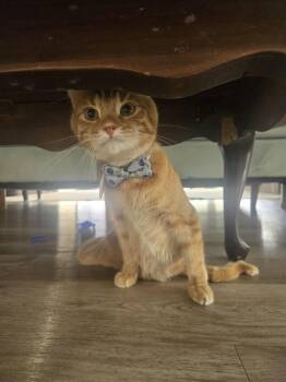 Rowan 2 -  Domestic Short Hair Cat for Adoption in Tucson, Arizona - Rowan 2 | PetCurious