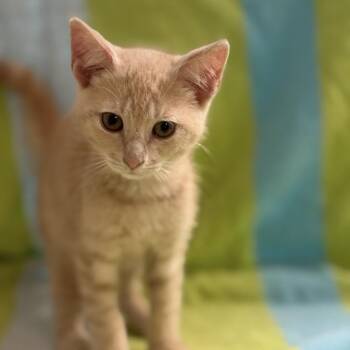 Jacob -  Domestic Short Hair Cat for Adoption in Freeport, Florida - Jacob | PetCurious