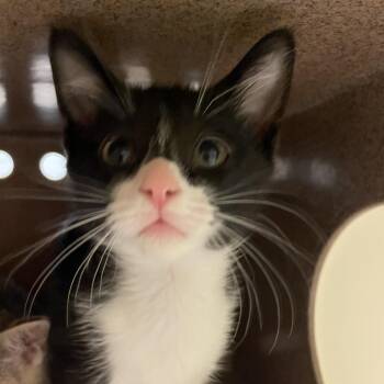 Domestic Short Hair Cats Available for Adoption in Norman, Oklahoma - Ike | PetCurious