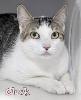 Cluck -  Domestic Short Hair Cat for Adoption in Mason, Michigan - Cluck | PetCurious