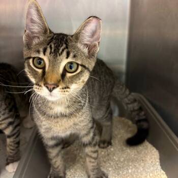 Crew -  Domestic Short Hair Cat for Adoption in Englewood, Florida - Crew | PetCurious
