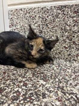 Sofie -  Domestic Short Hair Cat for Adoption in Westland, Michigan - Sofie | PetCurious