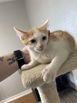 Daffy -  Domestic Short Hair Cat for Adoption in Bolivar, Missouri - Daffy | PetCurious