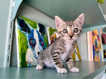 Countess Cacula -  Domestic Short Hair Cat for Adoption in San Antonio, Texas - Countess Cacula | PetCurious