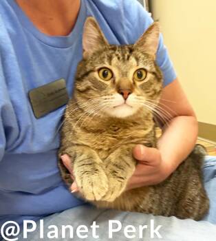 Castielle - big sweet LOVERBOY -  Tabby Cat for Adoption in Oshkosh, Wisconsin - Castielle - Big Sweet LOVERBOY | PetCurious